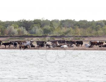Cows on the riverbank