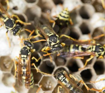 Wasp Nest with Pupae