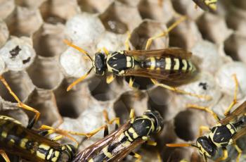 Wasp Nest with Pupae