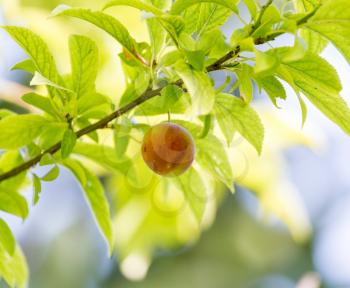 plum on a tree branch
