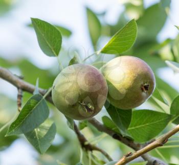 pear on a tree branch