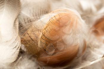 duck feathers as a background. macro