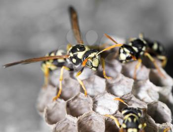 Wasp Nest with Pupae