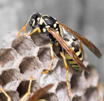 Wasp Nest with Pupae