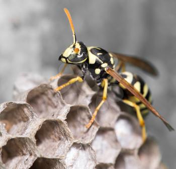 Wasp Nest with Pupae