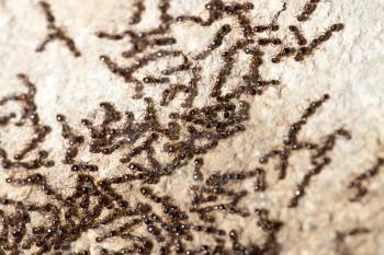 thousands of black ants on stony ground