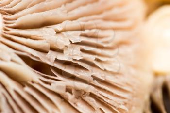 background of mushrooms. macro