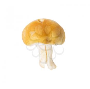 mushroom on white background