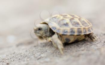 turtle in nature