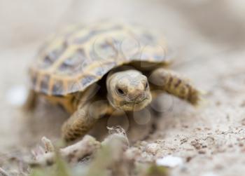 turtle in nature