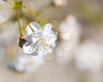 flowers on the tree in nature