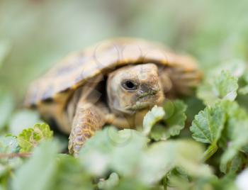 turtle in nature