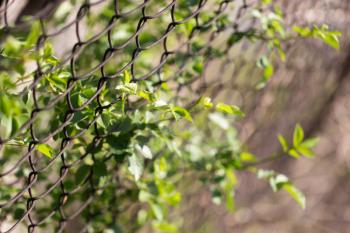 Steel wire mesh fence with trees.