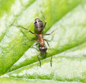 ant in nature. macro