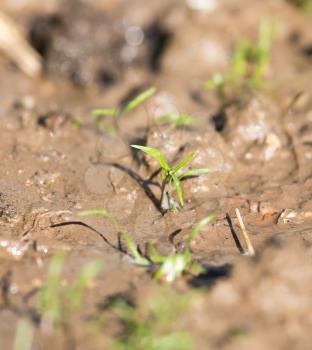 small sprout plants in soil