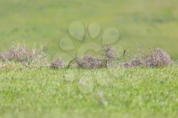 tumbleweed grass field
