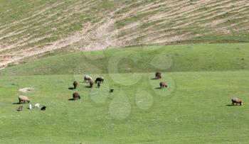 Sheep graze in a meadow