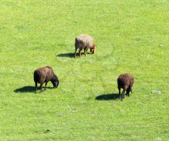 sheep in the pasture on the nature