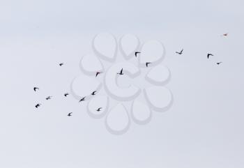 a flock of pigeons in the sky