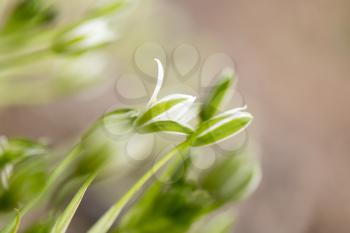 beautiful flowers snowdrop