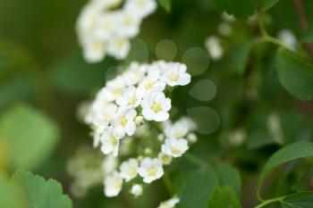 Background of little white flowers blooming bush