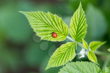 ladybird on nature. macro