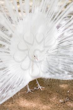 beautiful white peacock with feathers out