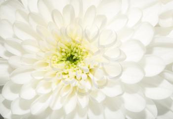 beautiful white flower