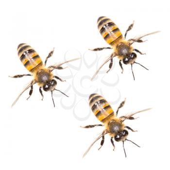 a swarm of bees on a white background