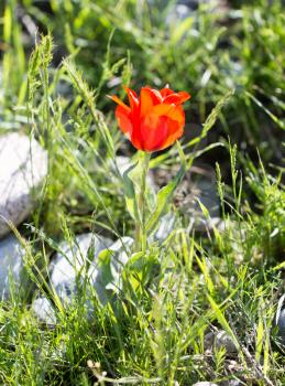 red tulip on the wild nature