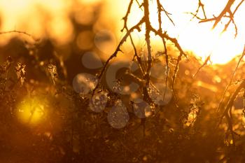 a beautiful sunset on a background of trees