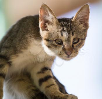 portrait of kitten