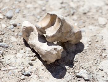 fossil bones
