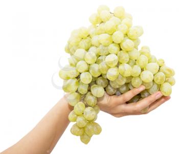 green grapes in a hand on a white background