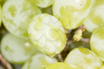 green grapes. close-up
