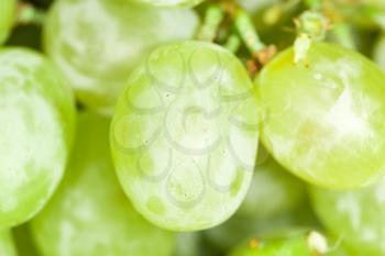 green grapes. close-up