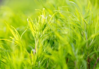 background of green grass plants