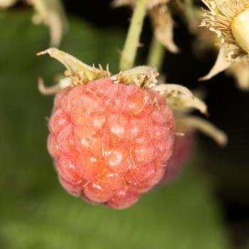 ripe raspberry in nature