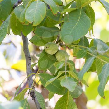 walnut tree in nature