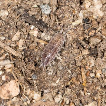 beetle wood louse in nature