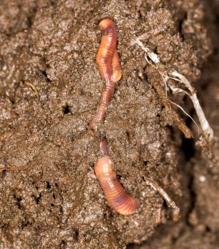 red worm manure