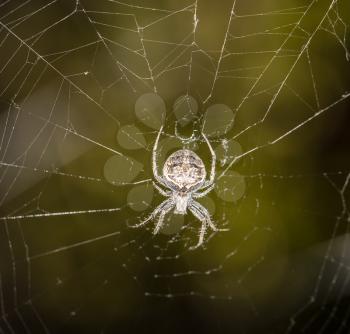spider on a web