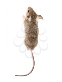 mouse on a white background