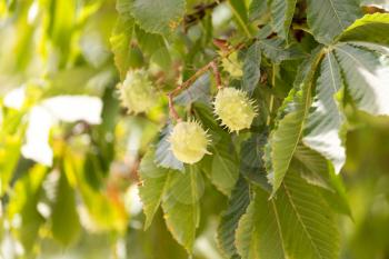 chestnut tree