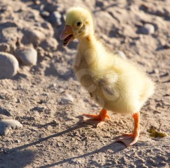 little gosling nature