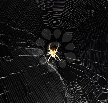 spider on the web at night