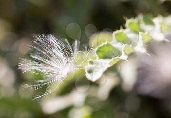 fluff from a dandelion on a plant