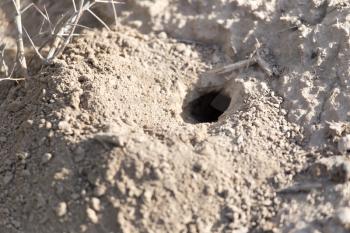 hole insect. close-up