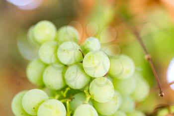 Grapes on the nature