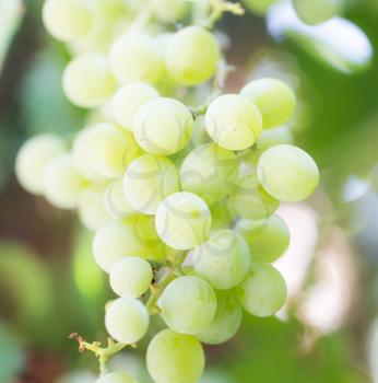 Grapes on the nature